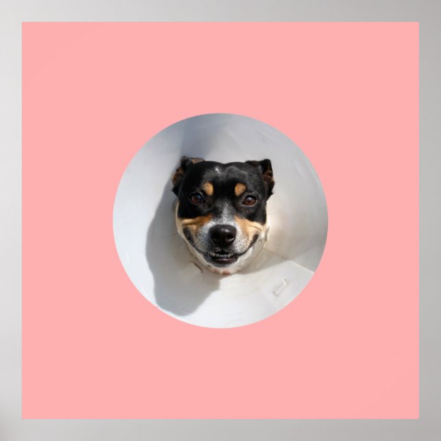 Lusande hund poster (Framsidan)