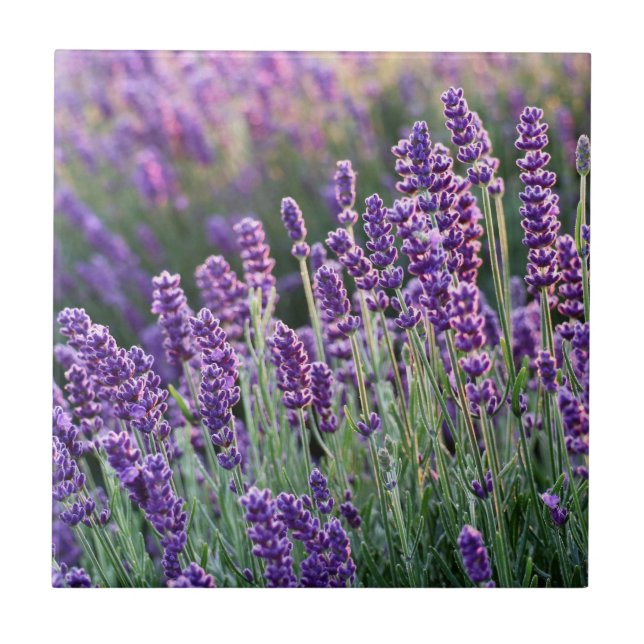 Luscious Lavender Kakelplatta (Framsidan)