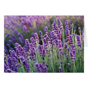 Luscious Lavender  OBS Kort