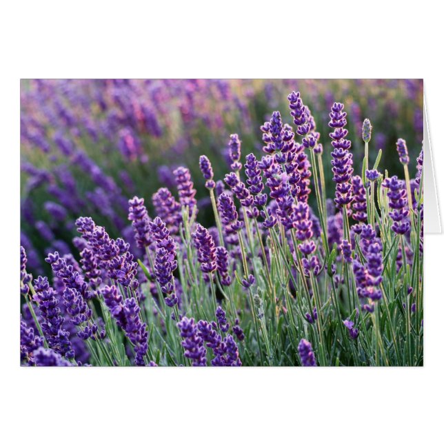 Luscious Lavender OBS Kort (Framsidan Horizontal)