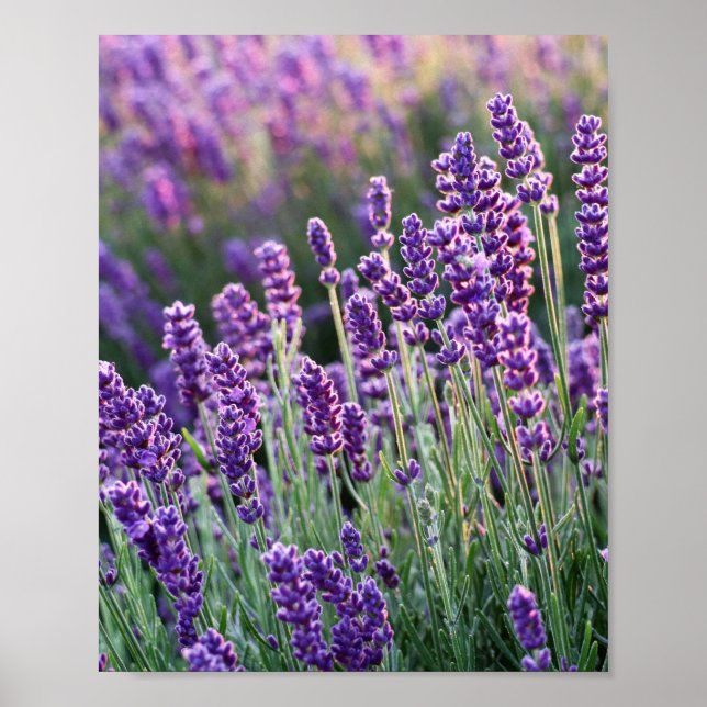 Luscious Lavender Poster (Framsidan)