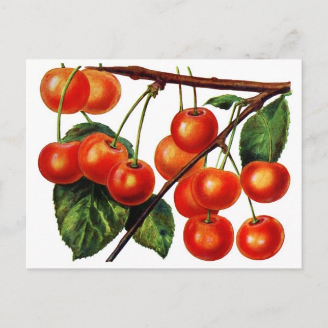 Luscious Sweet Cherries Vykort (Framsida)