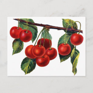 Luscious Sweet Cherries Vykort