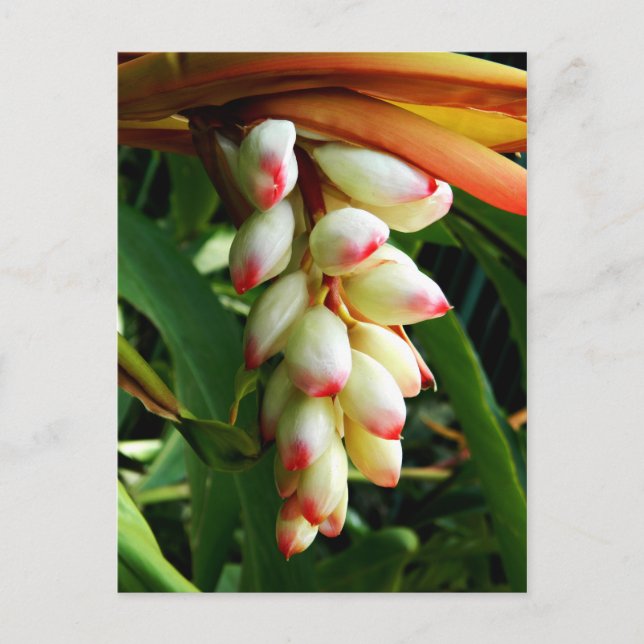 Lush exotisk tropisk blomma vykort (Framsida)