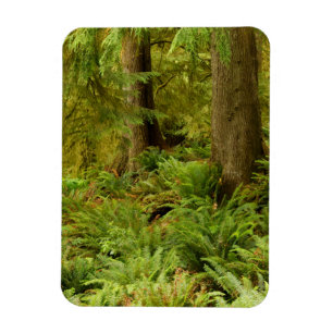 Lush Forest & Ferns Ecola State Park, Oregon Magnet