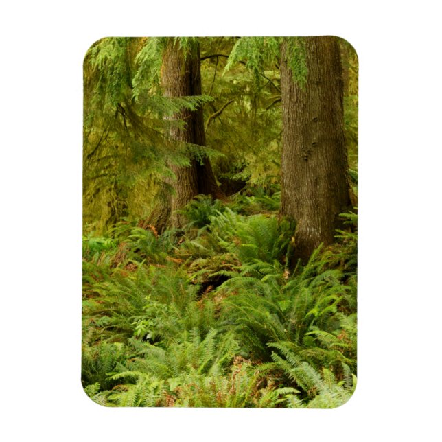 Lush Forest & Ferns | Ecola State Park, Oregon Magnet (Vertikal)