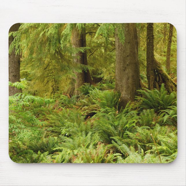 Lush Forest & Ferns | Ecola State Park, Oregon Musmatta (Framsidan)