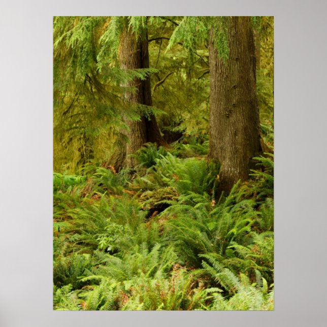 Lush Forest & Ferns | Ecola State Park, Oregon Poster (Framsidan)