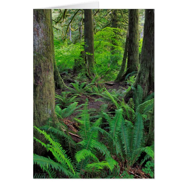 Lush Grönt Forest Scenia Hälsningskort (Framsidan)