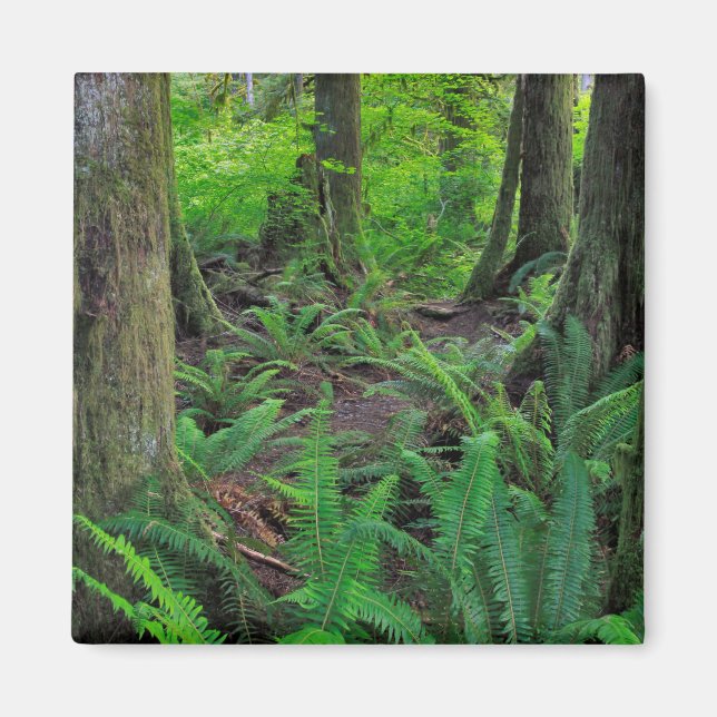 Lush Grönt Forest Scenia Magnet (Framsidan)