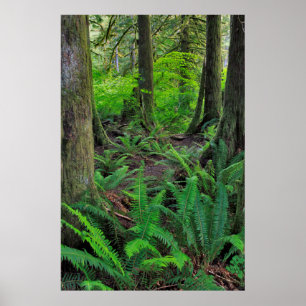 Lush Grönt Forest Scenia Poster