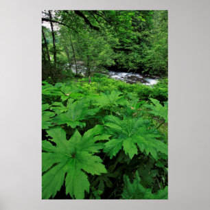 Lush Grönt Forest Vegetation Poster