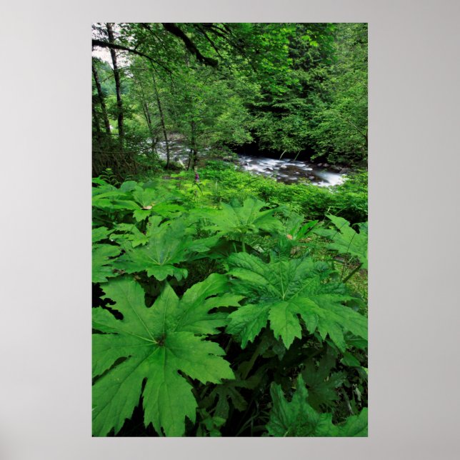Lush Grönt Forest Vegetation Poster (Framsidan)