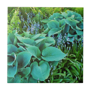 Lush grönt hosta och fernplantor kakelplatta