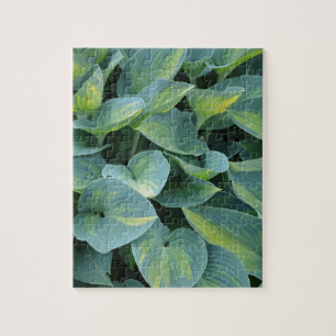Lush grönt hosta plant löv pussel