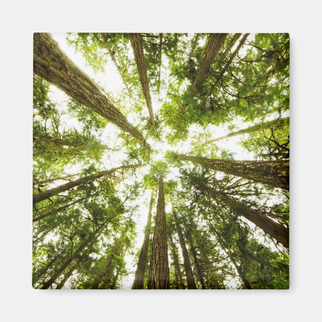 Lush Grönt Rain Forest Magnet (Framsidan)