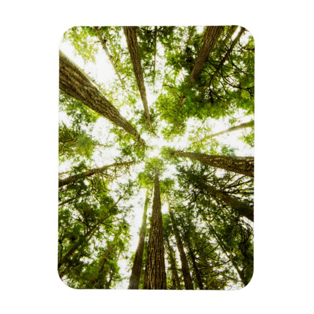 Lush Grönt Rain Forest Magnet (Vertikal)
