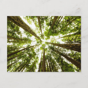 Lush Grönt Rain Forest Vykort
