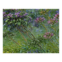 Lush och brant avbildning av Agapanthus Flowers