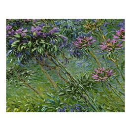 Lush och brant avbildning av Agapanthus Flowers Fototryck