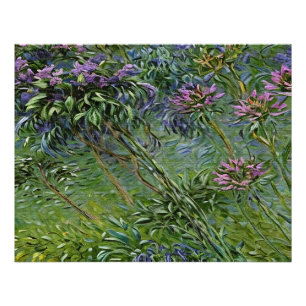 Lush och brant avbildning av Agapanthus Flowers Fototryck