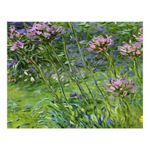 Lush och brant avbildning av Agapanthus Flowers Fototryck