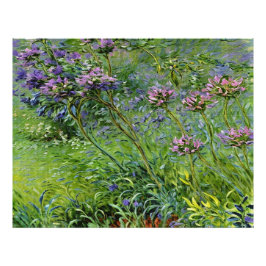 Lush och brant avbildning av Agapanthus Flowers Fototryck