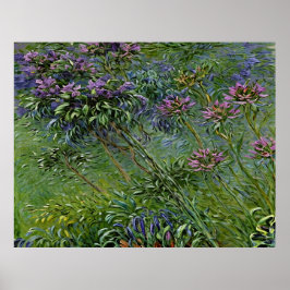 Lush och brant avbildning av Agapanthus Flowers Poster