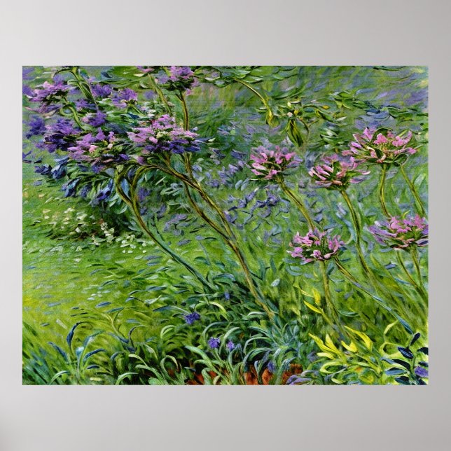 Lush och brant avbildning av Agapanthus Flowers Poster (Framsidan)