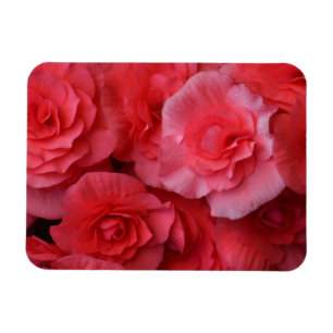 Lush Rosa Begonia Magnet