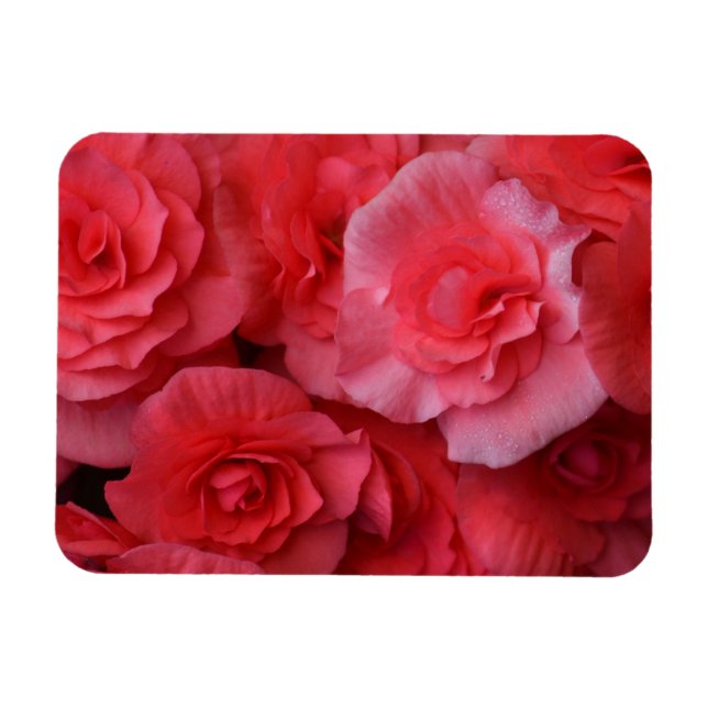 Lush Rosa Begonia Magnet (Horisontell)