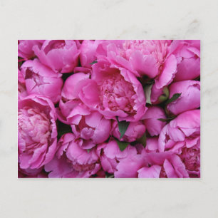 Lush Rosa Peony Flowers Vykort