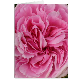 Lush Rosa ros OBS Kort