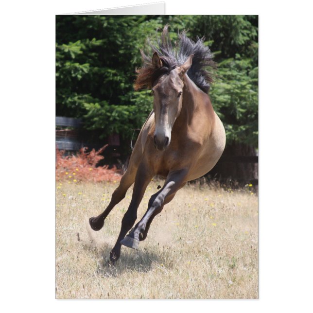 Lusitano-häst i frihet Tom kort (Framsidan)
