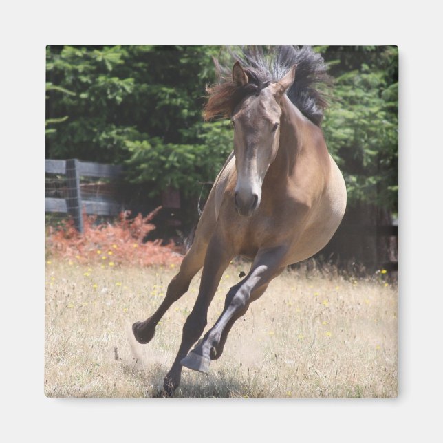 Lusitano Horse vid Liberty Magnet (Framsidan)
