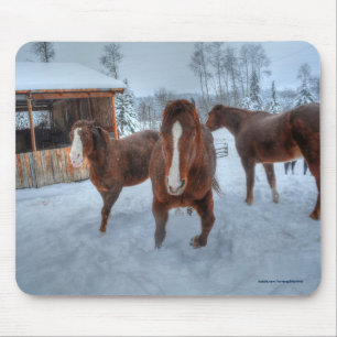 Lusnyj Amous Stallion och motvilliga hartser Musmatta