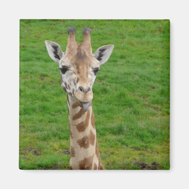 Lusnyj Giraffe Stickar ut Tunga! Magnet (Framsidan)