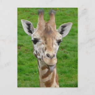Lusnyj Giraffe Stickar ut Tunga! Vykort