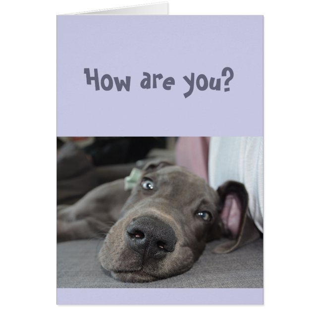 Lusnyj Social Avstånd miss Great dane Hund Hälsningskort (Framsidan)