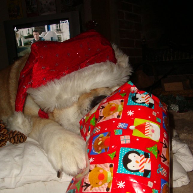 Lustig akita med den vackra julklassen hund pussel (Skapare uppladdad)