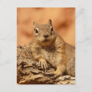 Lustig chipmunk ljugande på sten vykort