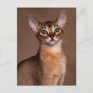 lustig_katt_ansiktsuttryck_13 vykort