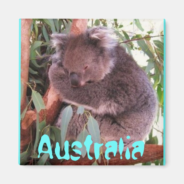Lustig koala bär Australien magnet (Framsidan)