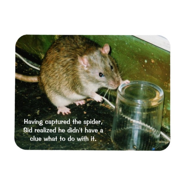 lustig råtta magnet (Horisontell)