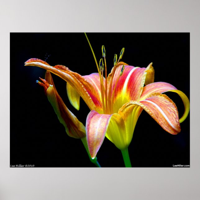Lustig Tawny Daylily II Poster (Framsidan)