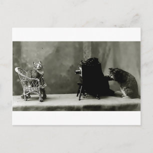 lustig vintage fotokatter roligt kort