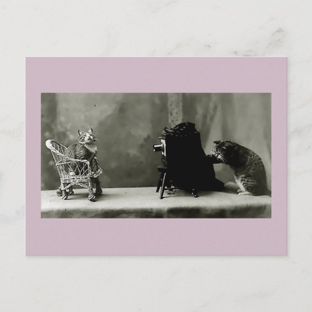 lustig vintage fotokatter roligt kort (Framsida)