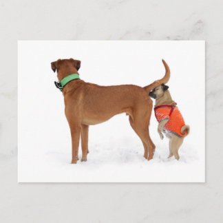 Lustige Kommunikation Geruchssinn Verhalten Hunde Vykort