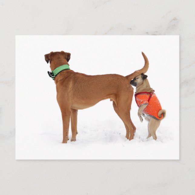 Lustige Kommunikation Geruchssinn Verhalten Hunde Vykort (Framsida)