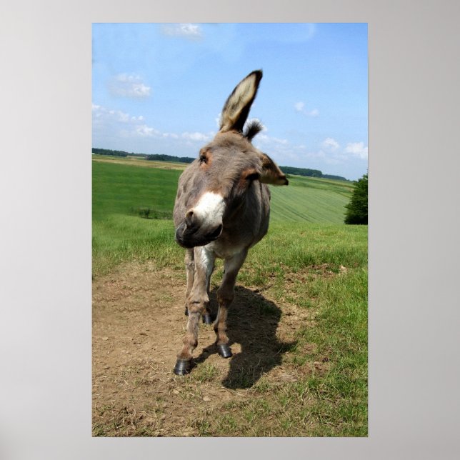 Lustiger Esel Poster (Framsidan)